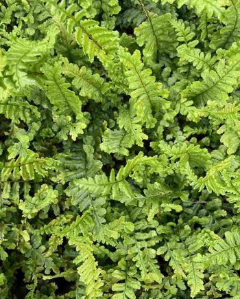 Dryopteris affinis 'The King'