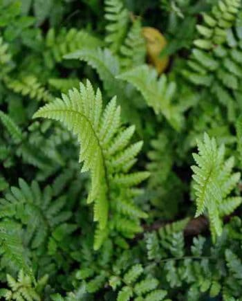 Dryopteris affinis