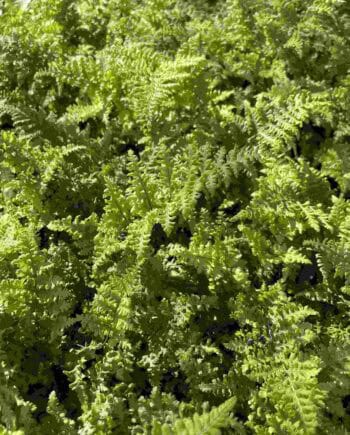 Dryopteris austriaca 'Crispa Whiteside'