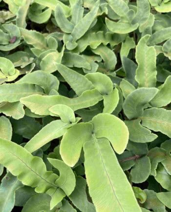 Dryopteris sieboldii