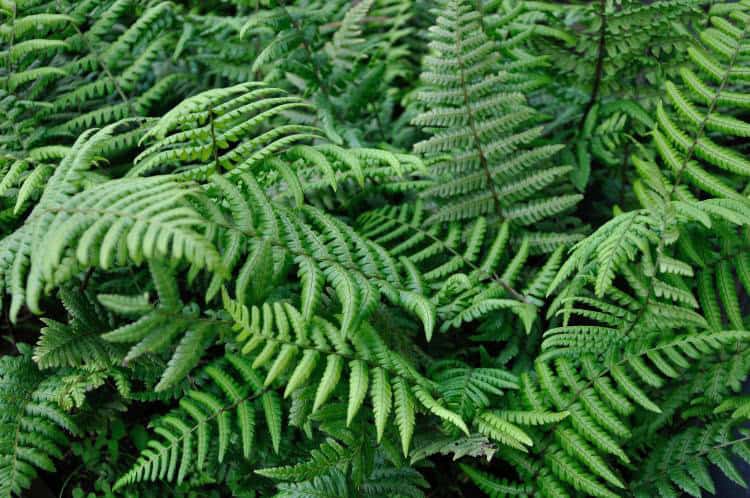 Donkergroen rechtopstaand blad van Dryopteris wallichiana