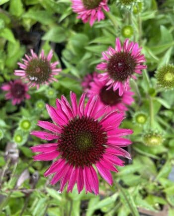 Echinacea purpurea 'Vintage Wine' met diepwijnrode bloemen en een donker koperkleurig bloemhart.