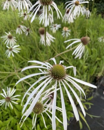 Echinacea pallida 'Hula Dancer' met lichtroze bloemen en sierlijk afhangende bloemblaadjes.