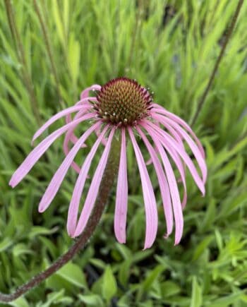 Echinacea pallida met lichtroze afhangende bloemblaadjes en hoog bloemhart