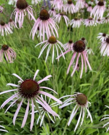 Echinacea pallida met lichtroze bloemen en smalle afhangende bloemblaadjes in bloei.