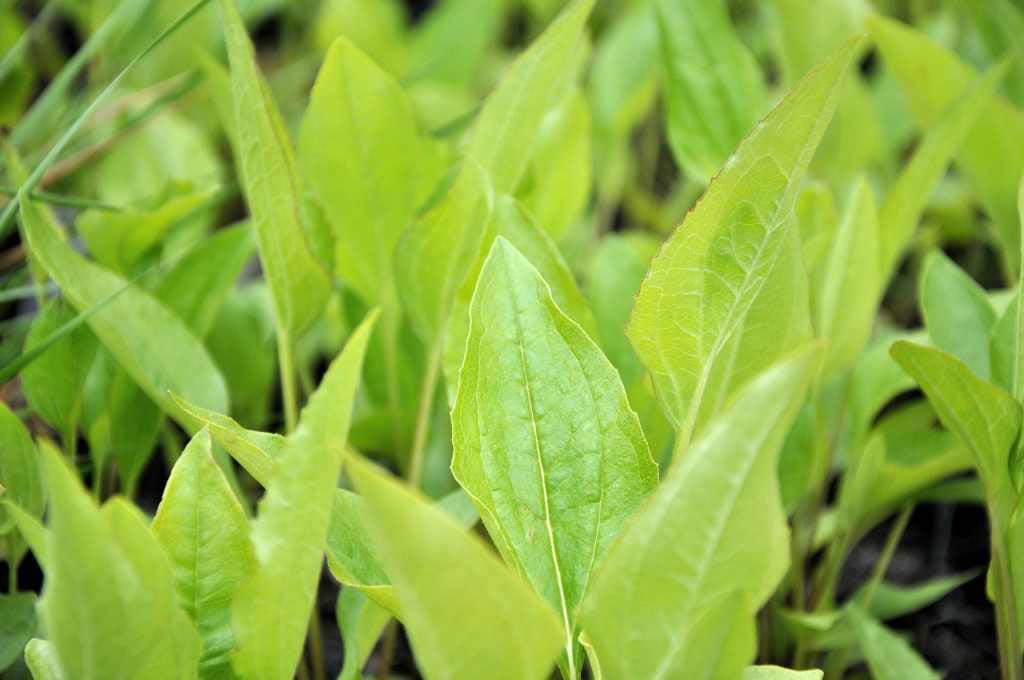 Echinacea purpurea 'Alba'
