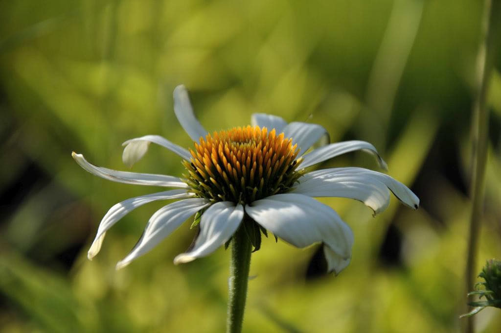 Echinacea purpurea 'Alba'