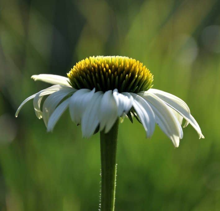 Echinacea purpurea 'Alba'