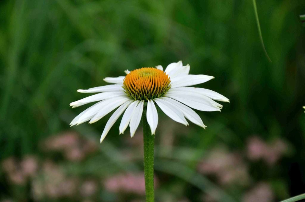 Echinacea purpurea 'Alba'