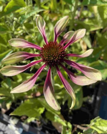 Echinacea purpurea Green Twister vaste plant met groen-roze gedraaide bloemen