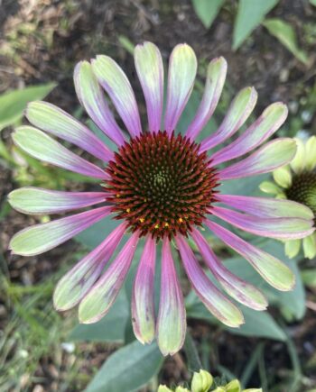 Echinacea purpurea 'Green Twister' met groen-roze bloemen en een opvallend koperbruin bloemhart.
