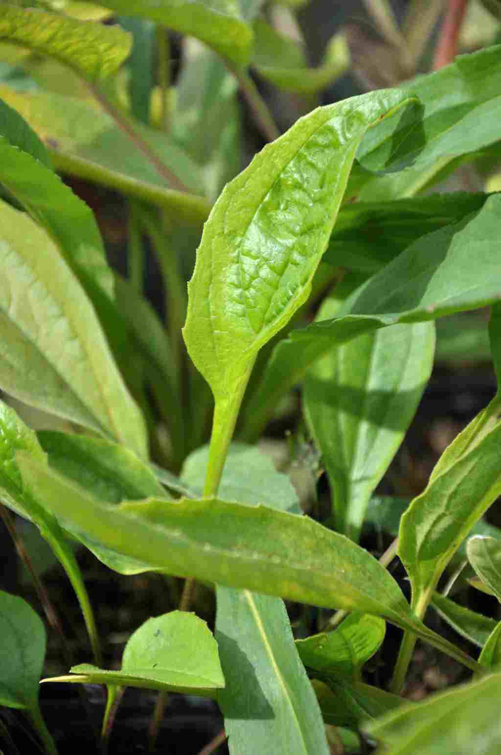 Blad van Echinacea purpurea
