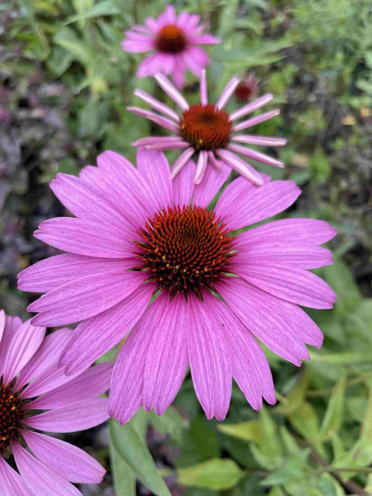 Echinacea purpurea | Klassieke paarse zonnehoed