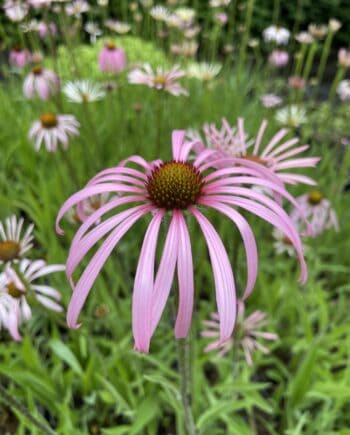 Echinacea simulata met lichtroze afhangende bloemblaadjes en oranjebruin hart