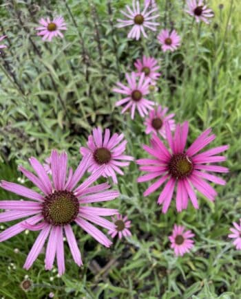 Echinacea tennesseensis 'Rocky Top Hybrid' met opvallende roze bloemen in volle zomerbloei.