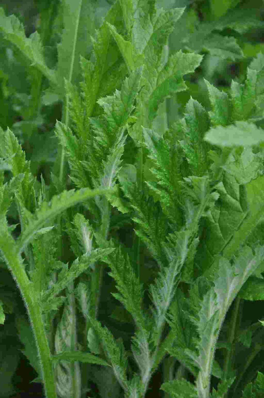 Echinops bannaticus 'Albus'