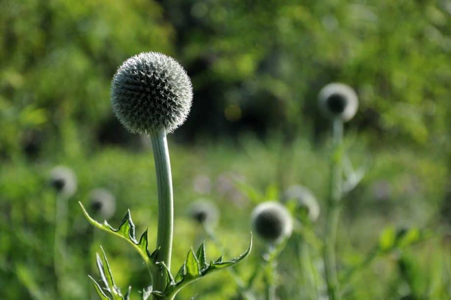 Witte bolbloemen van Echinops bannaticus ‘Albus’