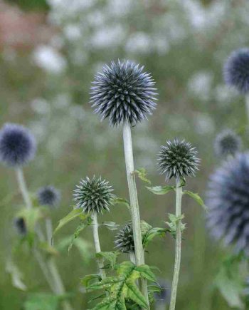 Echinops bannaticus 'Taplow Blue' - winterharde planten