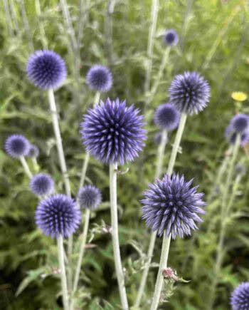 Diepblauwe bolbloemen van Echinops ritro ‘Veitch’s Blue’