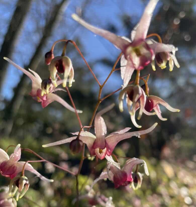 Detail van Epimedium Domino bloemen met tweekleurige bloemblaadjes