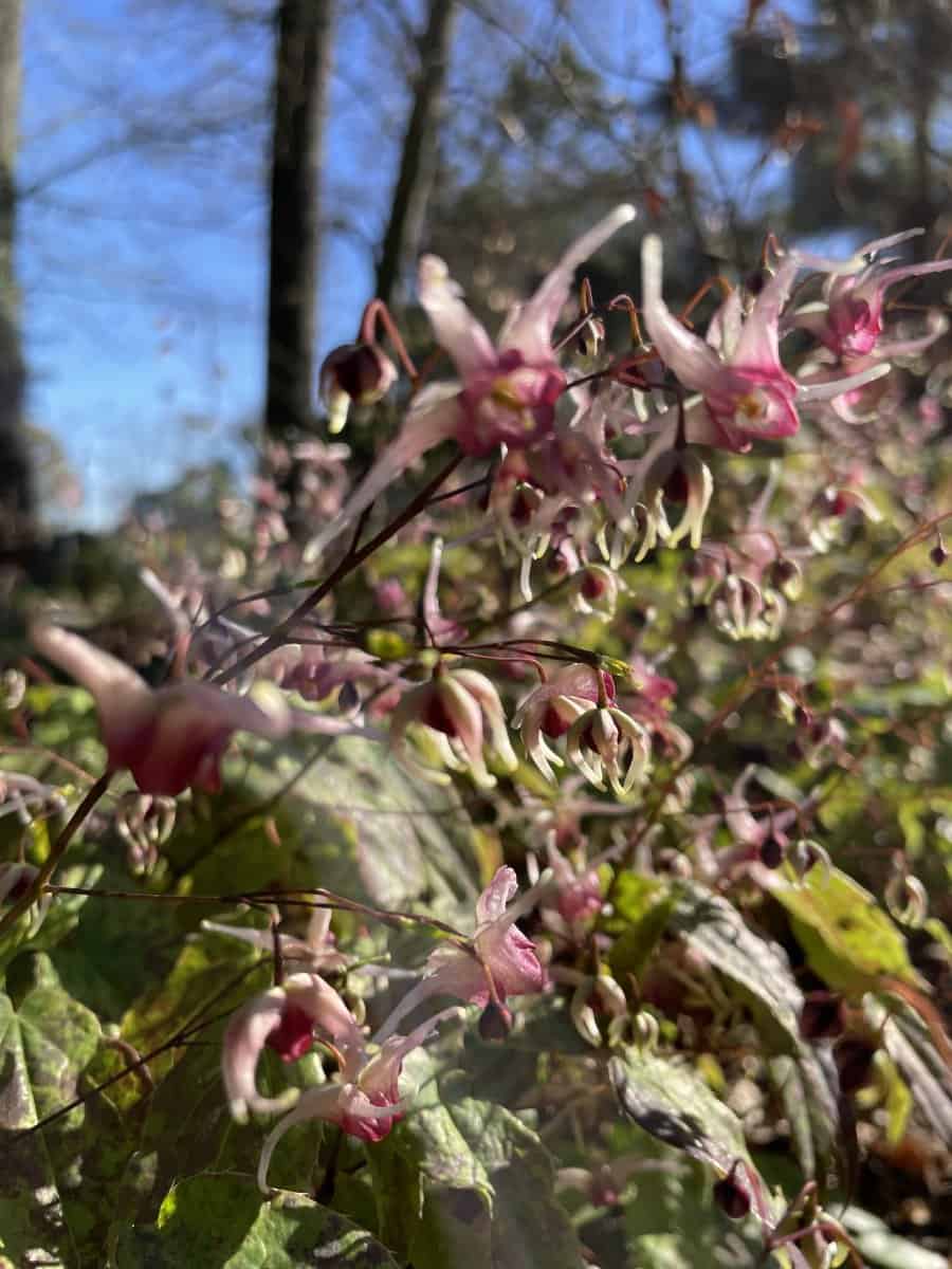 Epimedium Domino met wit-paarse bloemen en frisgroen blad