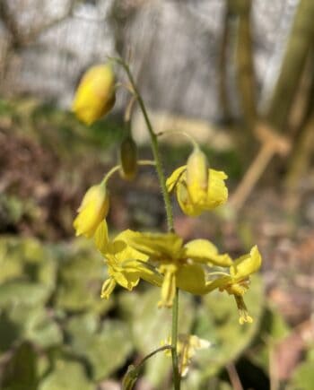 Epimedium pubigerum Frohnleiten met geelgroene bloemen en wintergroen blad