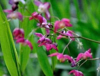 Roodroze bloei van Epimedium rubrum