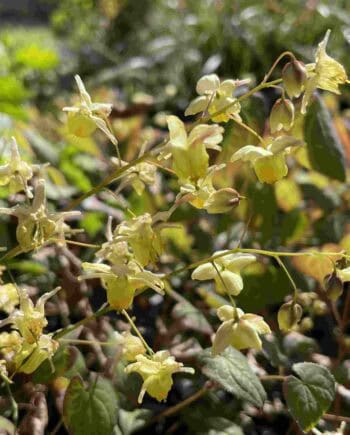 Zachtgele bloei van Epimedium versicolor ‘Sulphureum’