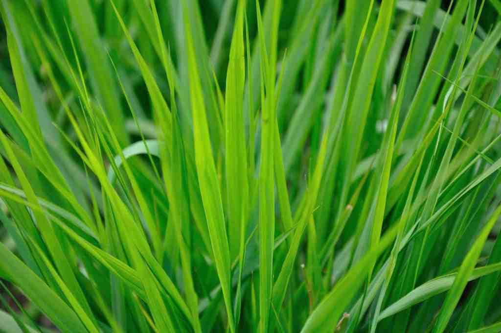 Eragrostis spectabilis