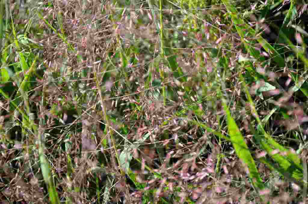 Purperroze bloei van Eragrostis spectabilis