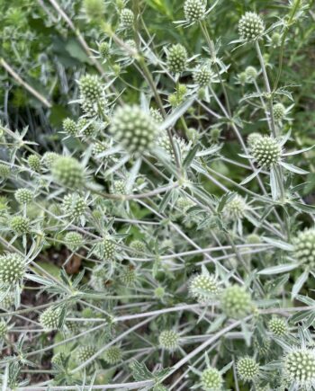 Eryngium planum 'Silver Salentino' met zilverblauwe bloemen op stevige opgaande stelen.