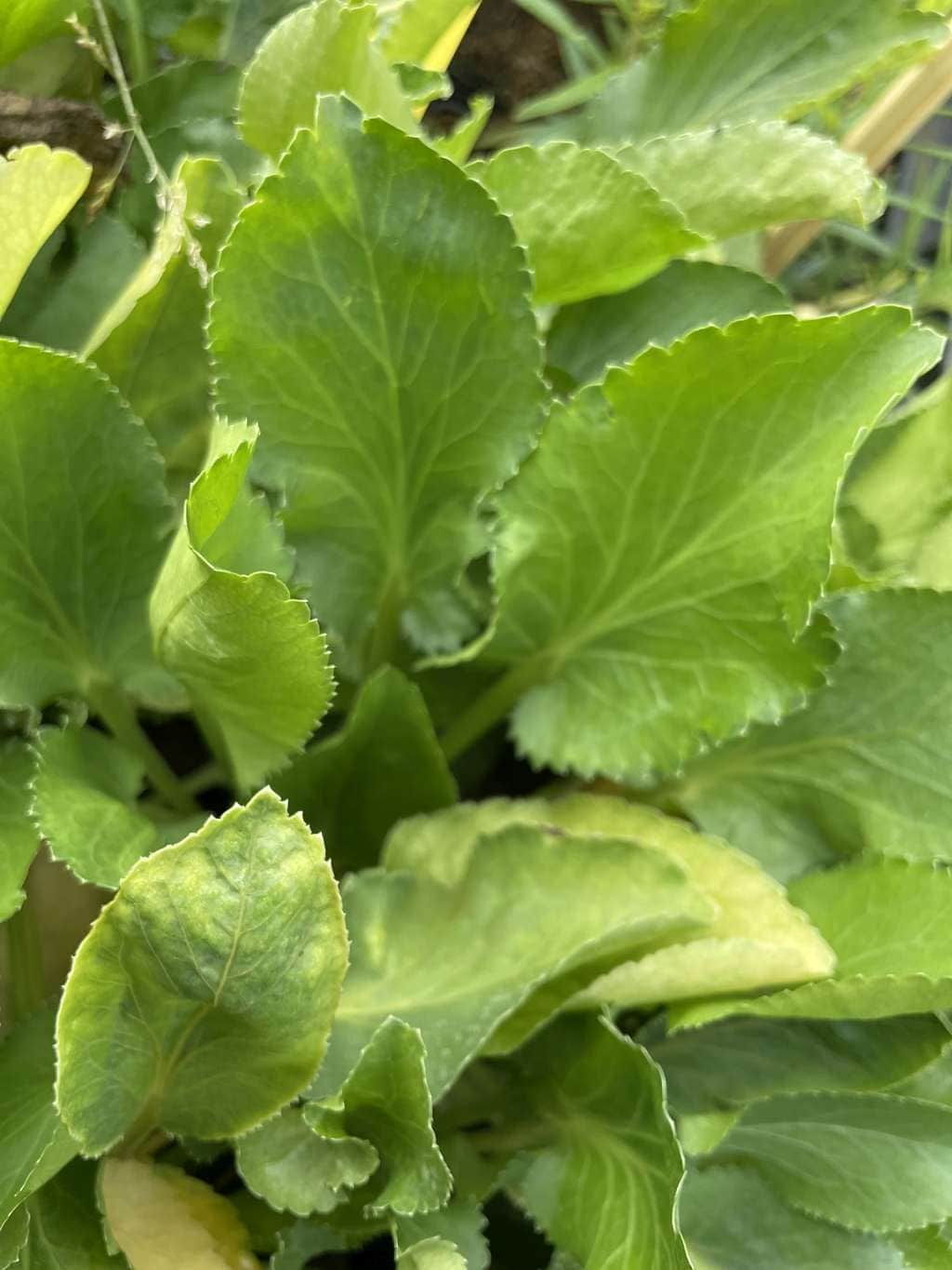 Eryngium planum 'White Glitter' • PLANTWERK • online kopen