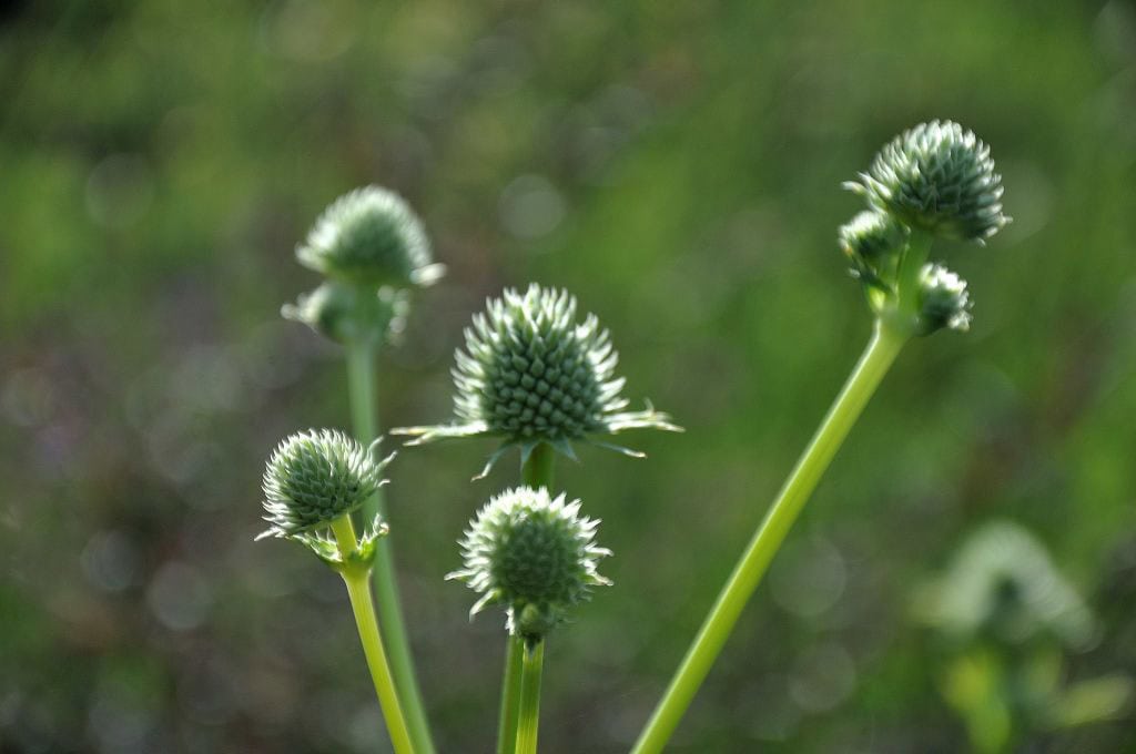 Eryngium yuccifolium