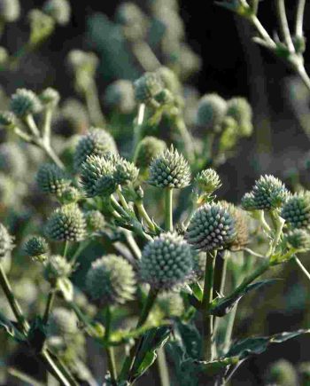Eryngium yuccifolium vaste plant met bolvormige bloei in zonnige border