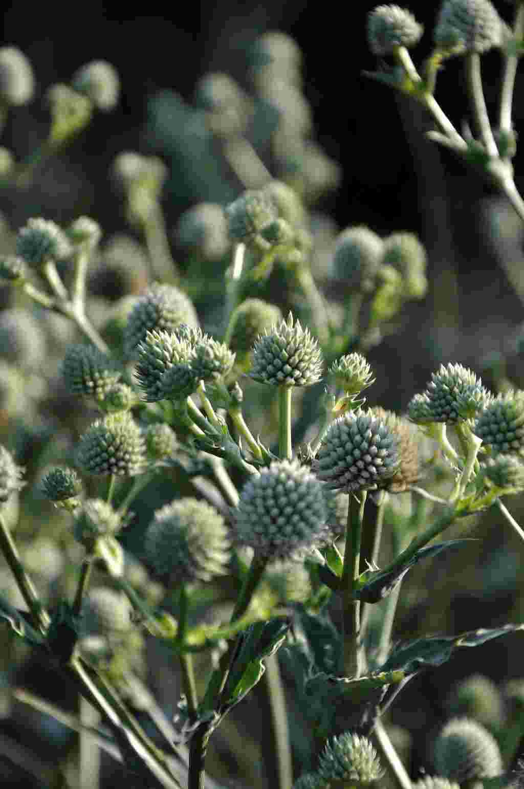Eryngium yuccifolium vaste plant met bolvormige bloei in zonnige border