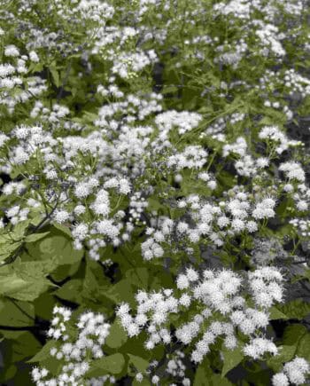 Eupatorium aromaticum