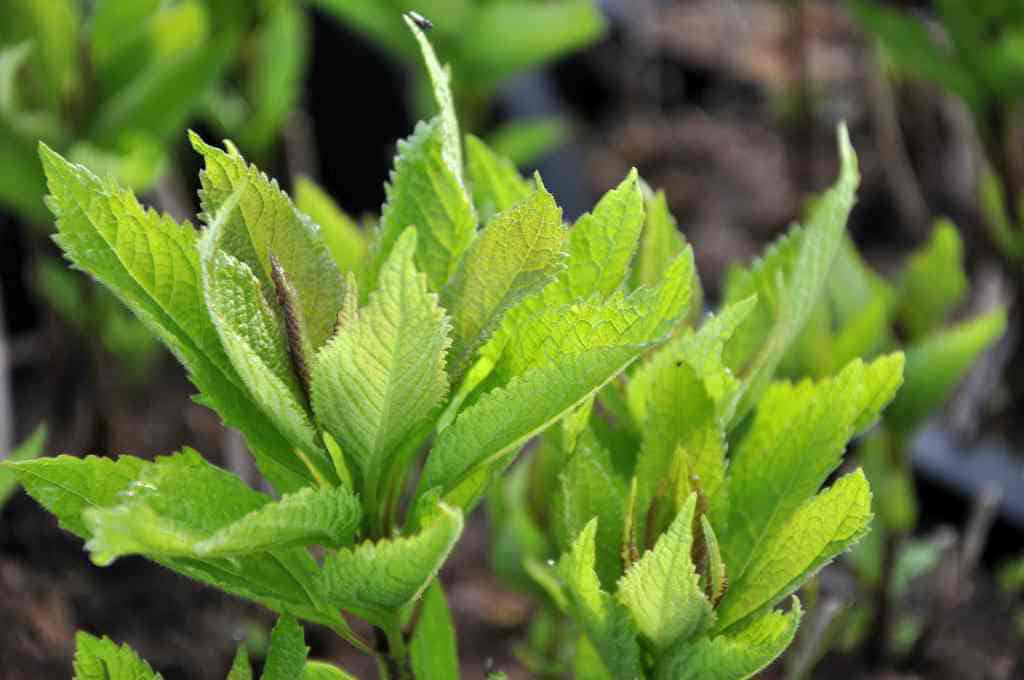Eupatorium maculatum 'Baby Joe'