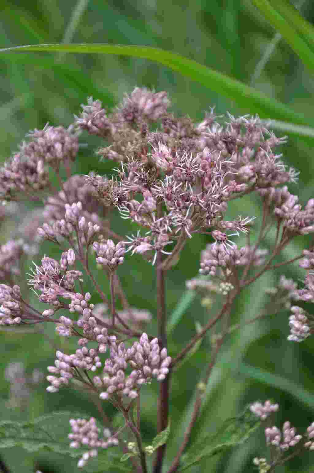 Roze bloemschermen van Eupatorium dubium ‘Baby Joe’