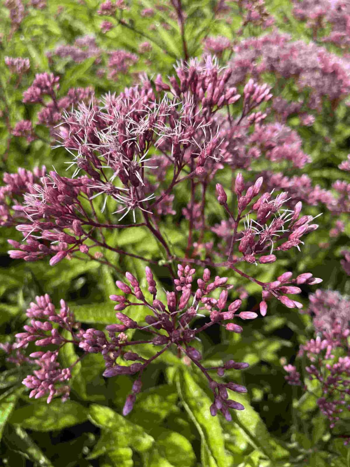 Groeiwijze van Eupatorium maculatum ‘Little Pye’