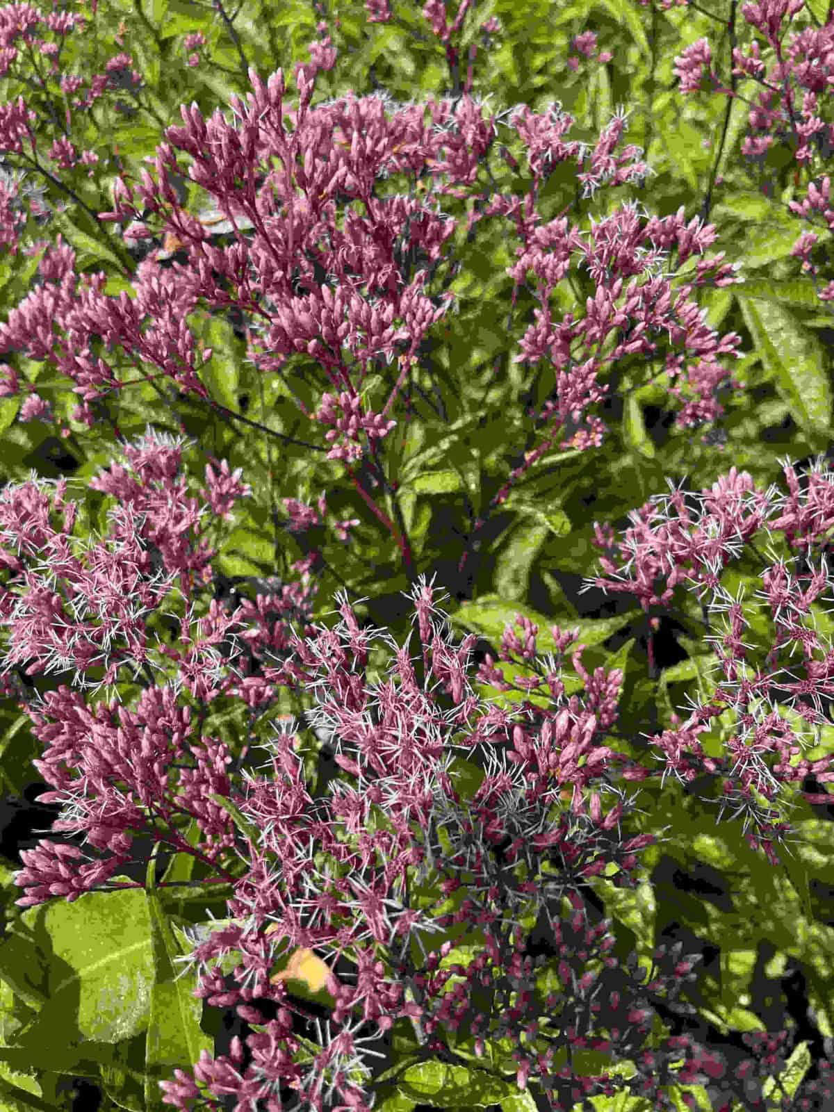 Eupatorium maculatum 'Little Pye'