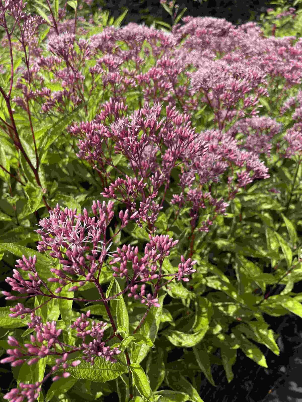 Eupatorium maculatum 'Little Pye'