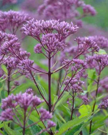 Eupatorium maculatum 'Purple Bush'