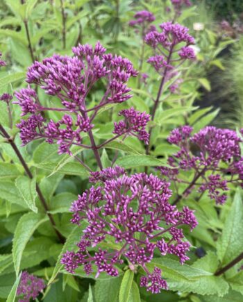 Eupatorium maculatum 'Red Dwarf' met wijnroze bloemschermen boven donkerpurperen stengels.