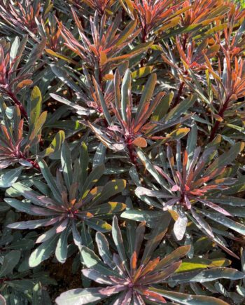 Euphorbia 'Miner's Merlot' met wijnrood blad en geelgroene bloei in het voorjaar.