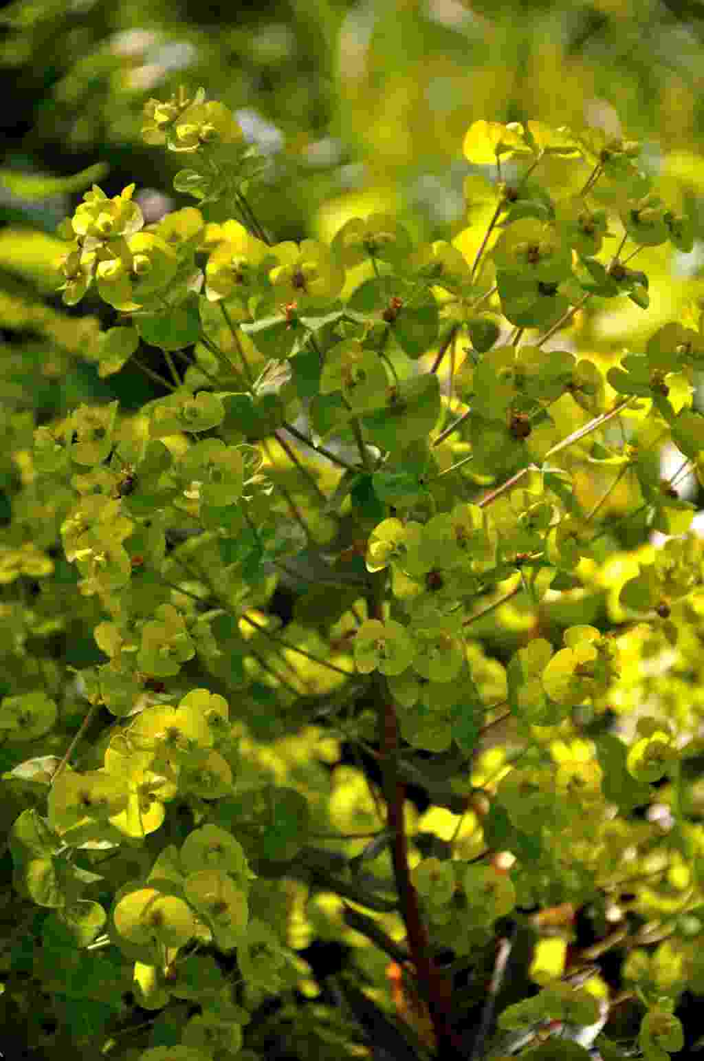 Euphorbia amygdaloides 'Purpurea'