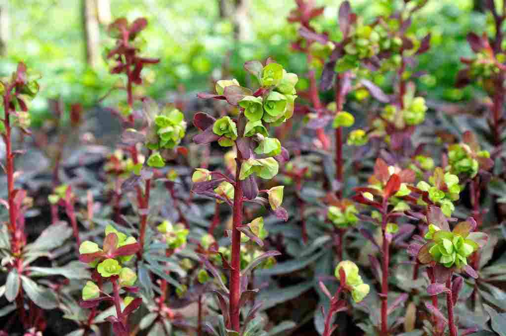 Euphorbia amygdaloides 'Purpurea'