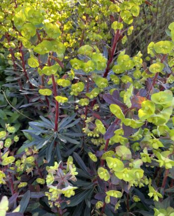 Euphorbia amygdaloides Purpurea met donkerpaars blad en groen-gele bloemen
