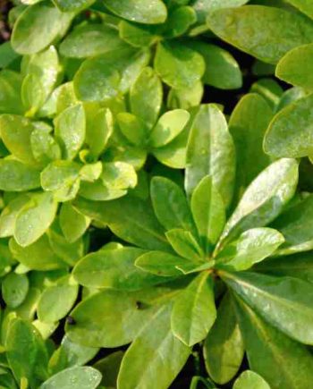 Euphorbia amygdaloides var. Robbiae in schaduwborder