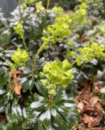 gele voorjaarsbloem van Euphorbia amygdaloides var Robbiae