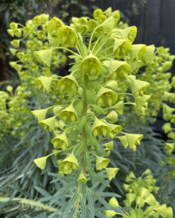 Detail van Euphorbia characias Forescate bloemen met contrasterende bloemknoppen